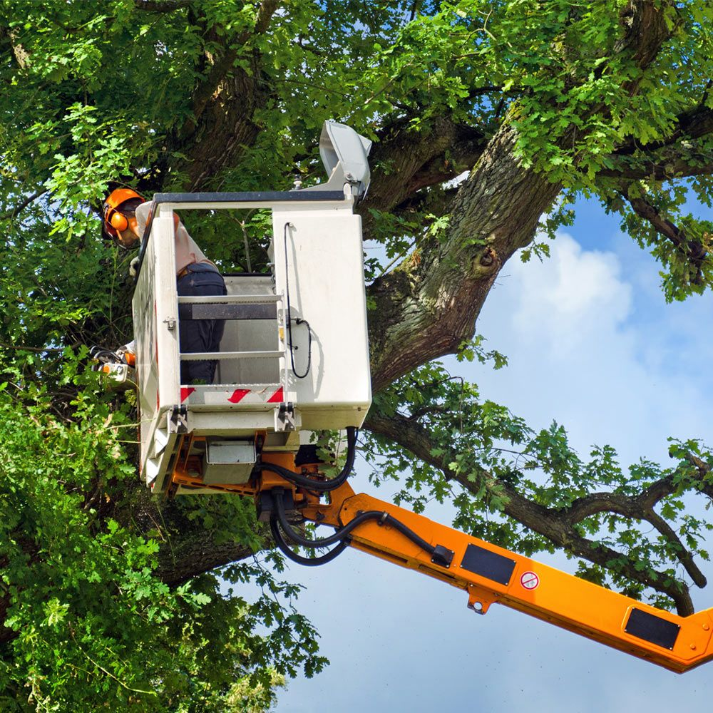 Tree Service'