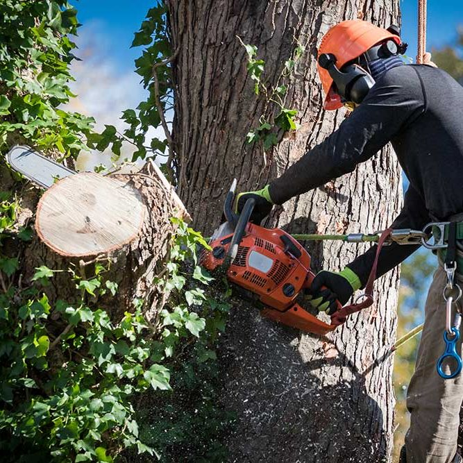 Tree Trimmer'