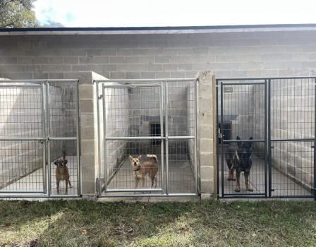 North Tampa Dog Training'