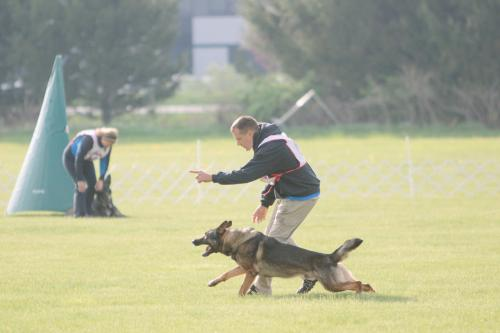 North Tampa Dog Training'