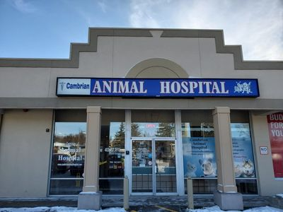 Company Image1 For Cambrian Animal Hospital'