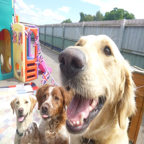 Company Logo For Happi Days Dog Day Care'