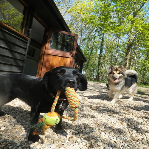 Company Logo For Happi Days Dog Day Care'