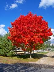 Tn Tree Nursery is Offering Buy 1 Get 1 Free Sale + Free Shi