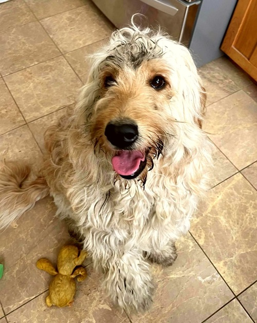 Company Logo For Wellesley Animal Hospital'