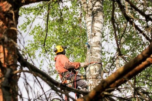 Company Logo For Dunwoody Tree Service Co.'