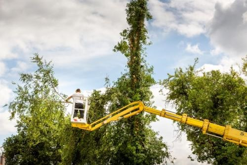 Company Logo For Dunwoody Tree Service Co.'