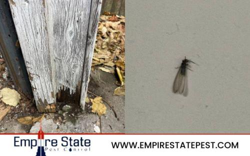 Empire State Pest Control'