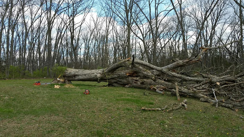 Company Logo For Colter's Tree Service'