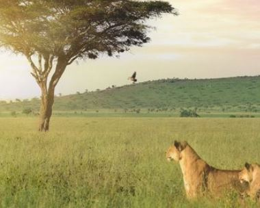 African Safaris and Holidays