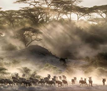 Wildebeest Migration Tracker