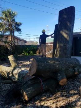 Company Logo For C's Tree Service'