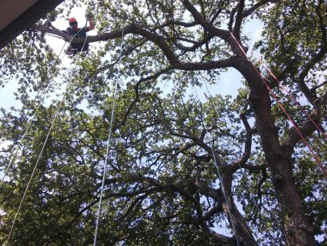 Company Logo For C's Tree Service'