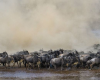 Wildebeest Migration Updates