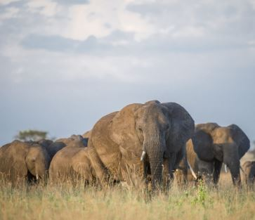 Kenya and Tanzania Safaris Logo