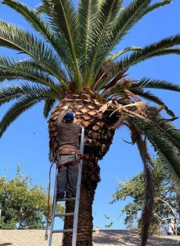 Company Photo For A Cut Above Tree Service'