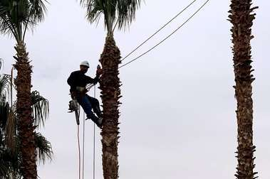 Company Photo For A Cut Above Tree Service'