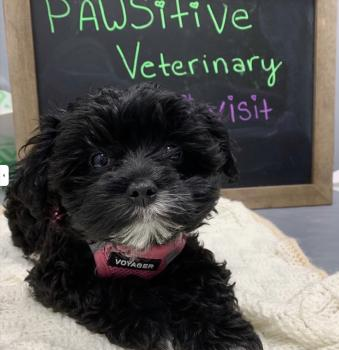 PAWSitive Veterinary of New York'