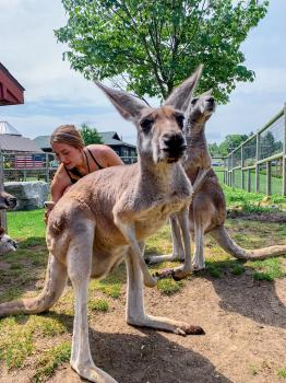 Company Logo For Lewis Adventure Farm &amp; Zoo'