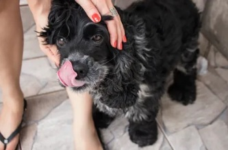 Company Logo For A Pet Lover's Sitting Service'