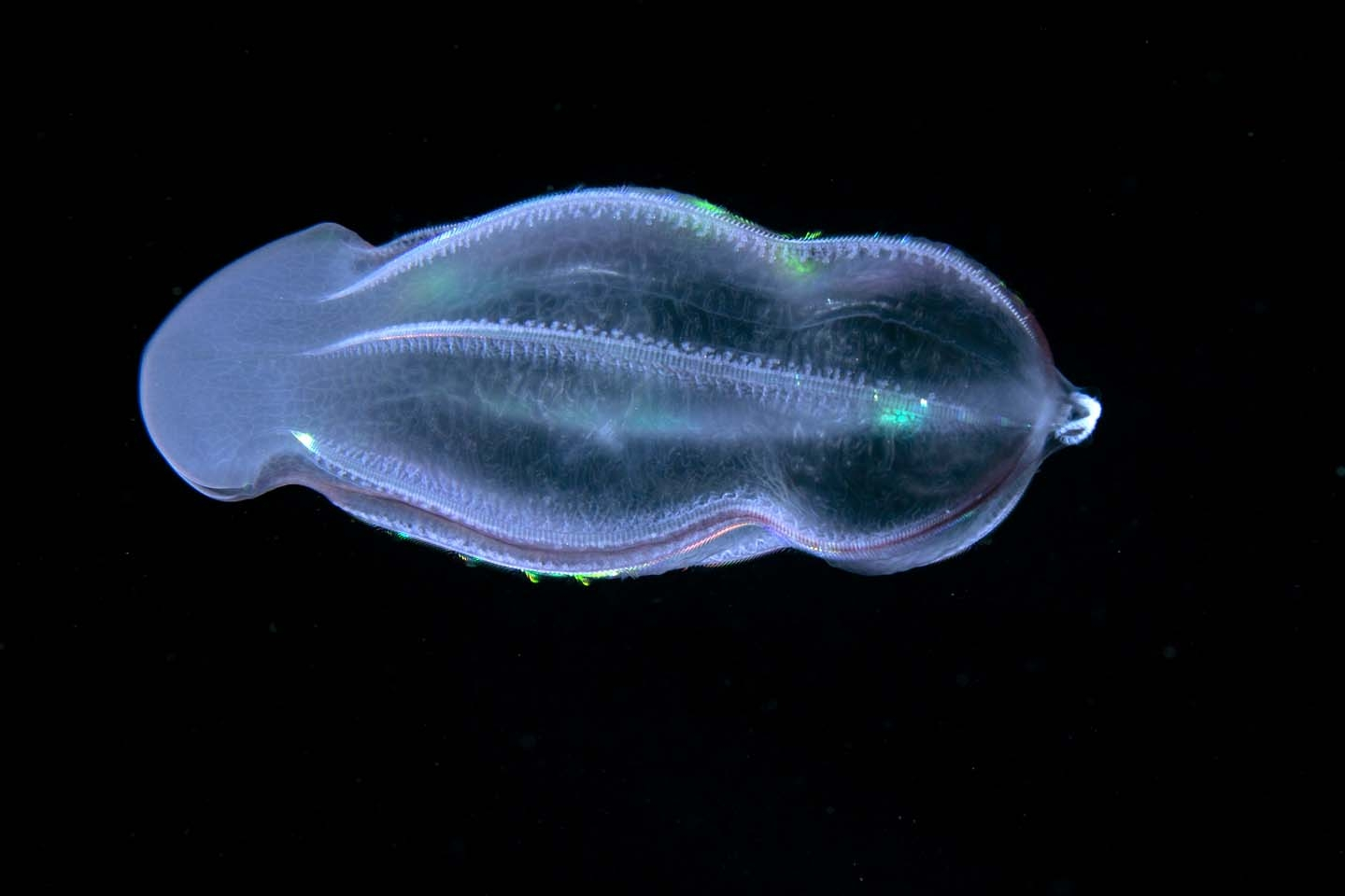 Hawaii Ocean Critters Light Up The Night &ndash; Pelagic'