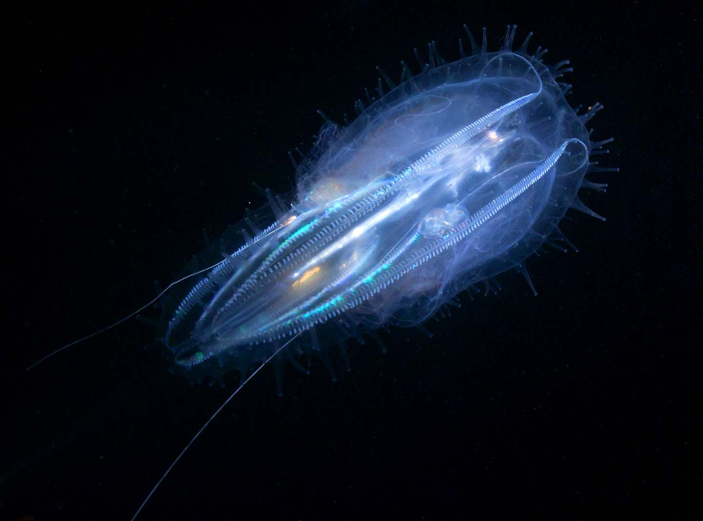 Hawaii Ocean Critters Light Up The Night &ndash; Pelagic'