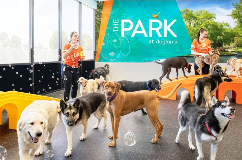 Company Logo For Dogtopia of Mount Kisco'