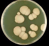 Chronic Fatigue Treatments