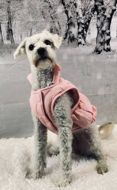 Dog day care center'