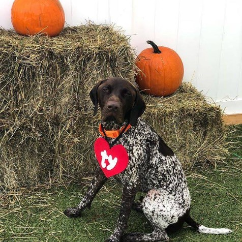 Dog day care center'