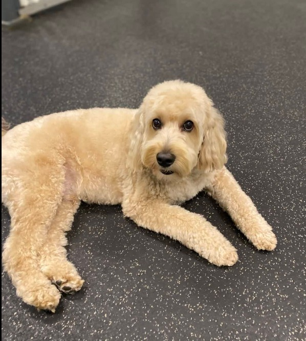 Pet boarding service'