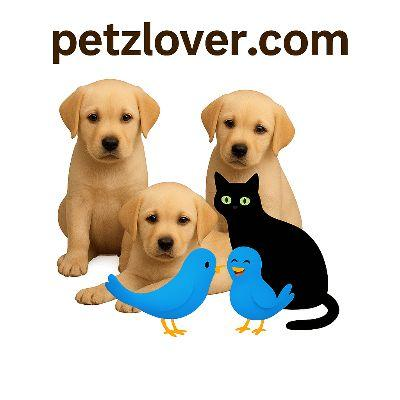 Free pets and Animals Classified | United States.'