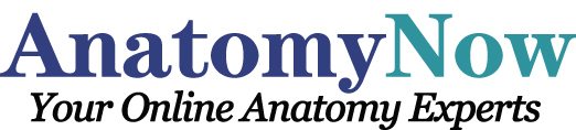 Anatomy Now Logo'