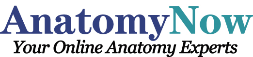 Anatomy Now Logo