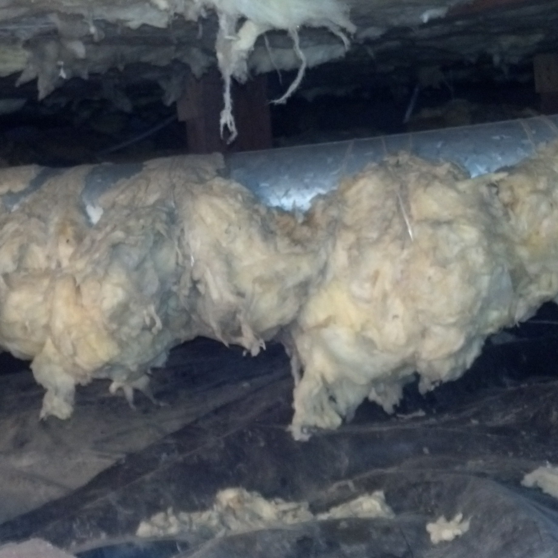 Attic & Crawl Space Cleaning Nuisance Rodent Rats Mice Removal Dec