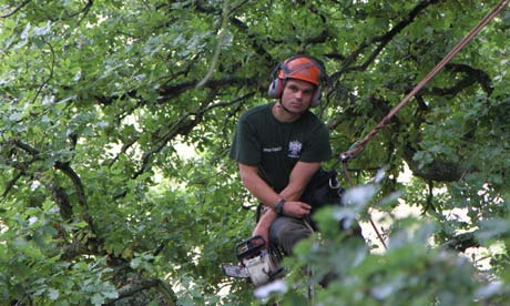 Kelowna Tree Removal Services