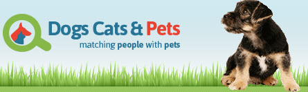 Dogs Cats and Pets'
