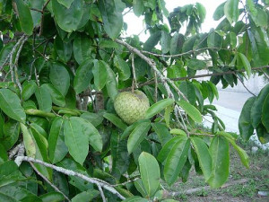 Graviola Cancer Reviews