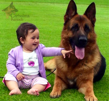 Carissima Kennels'