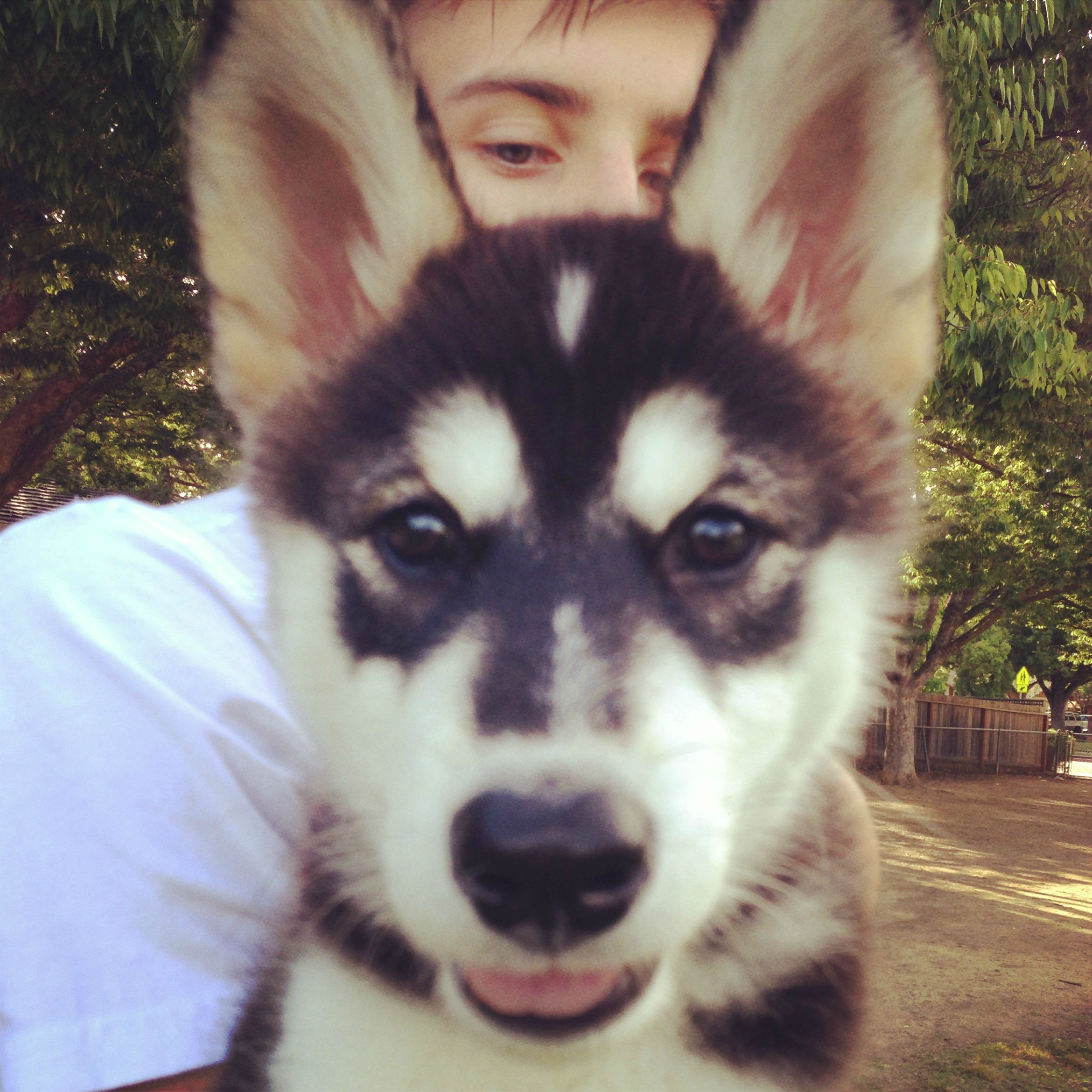 Crowd Funding Campaign Helps Raise Funds for Saving Abused a'