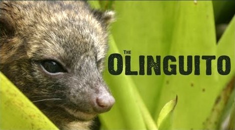 Olinguito - New Mammal Discovery in Ecuador'