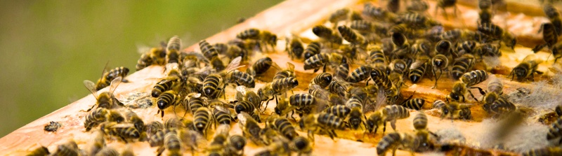 Bee Repopulation