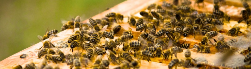 Bee Repopulation'