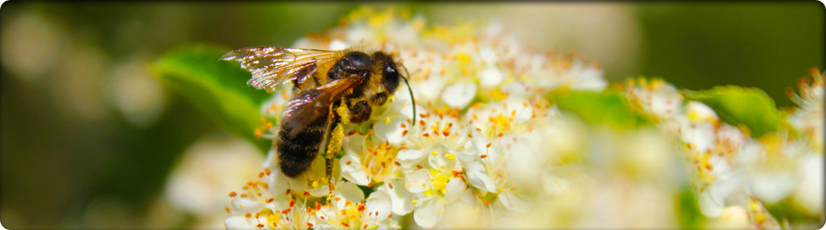 Bee Repopulation'