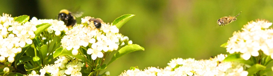 Bee Repopulation