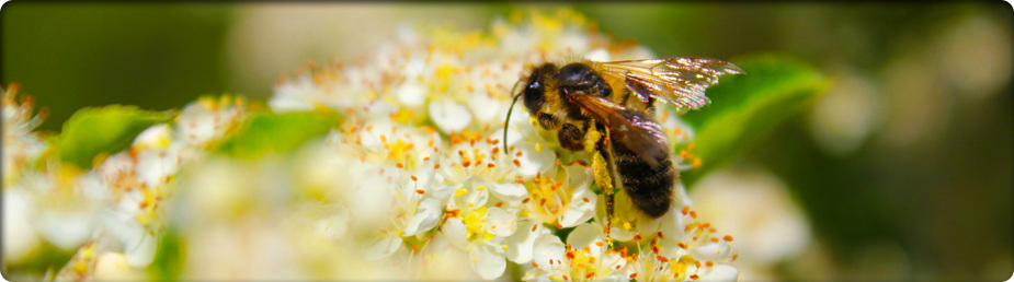 Bee Repopulation