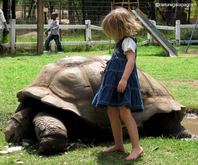 Galapagos Tortoise'