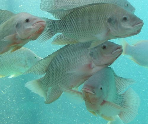 Aquaponics'