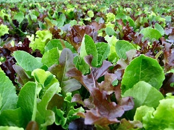 Aquaponics'