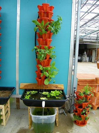 Aquaponics'